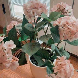 Two medium hydrangea potted decor